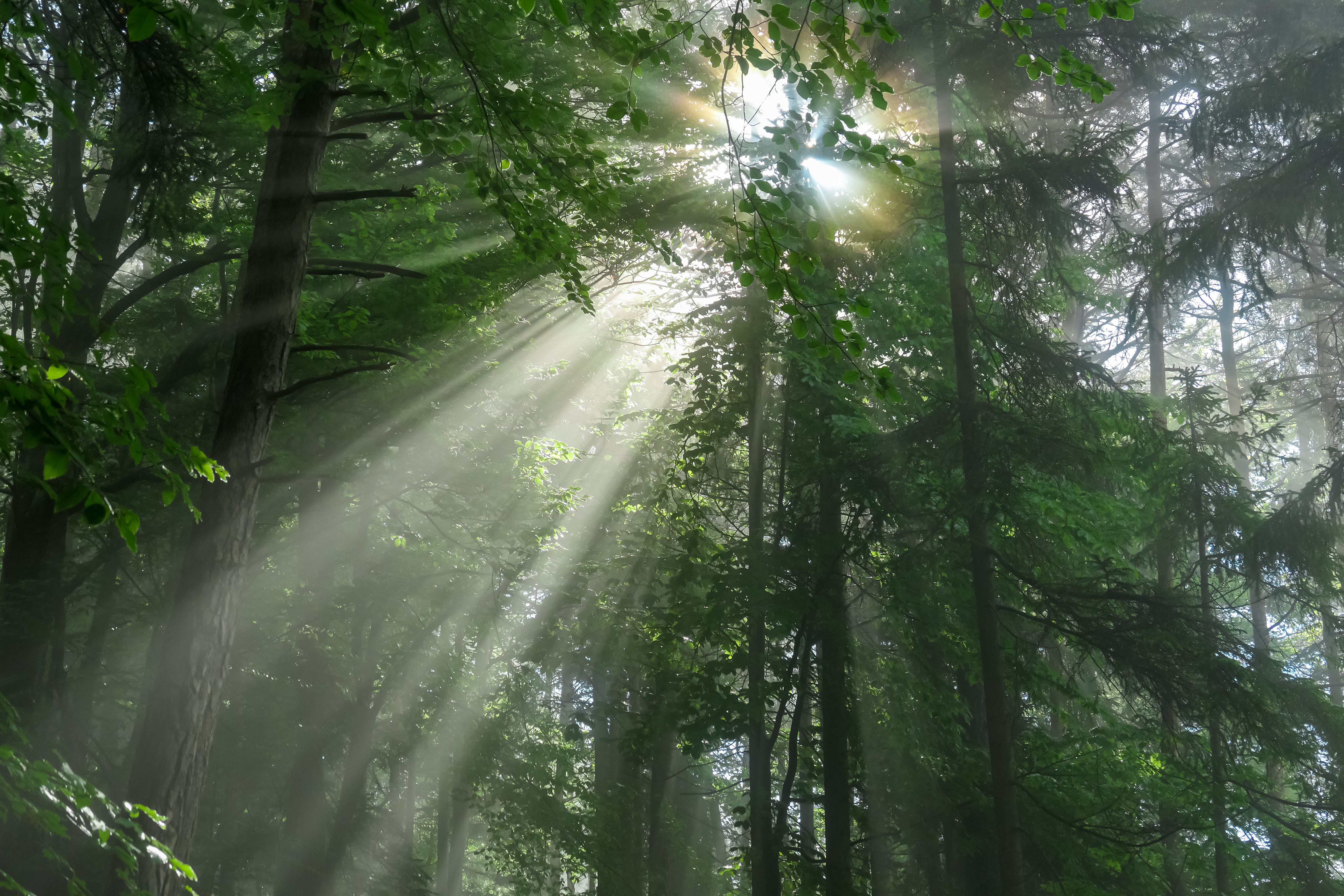 Adobestock 1184983718